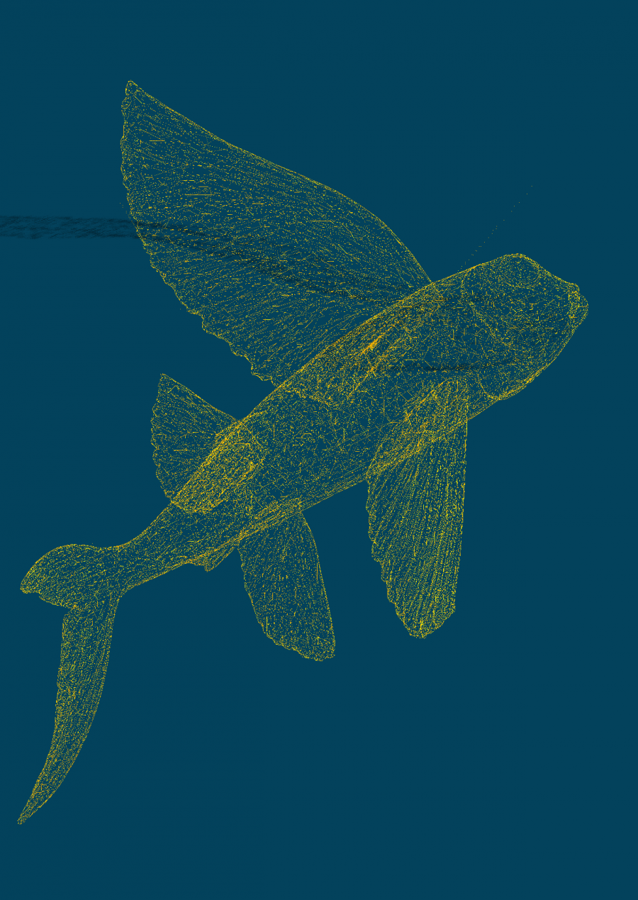 fischflyertblau